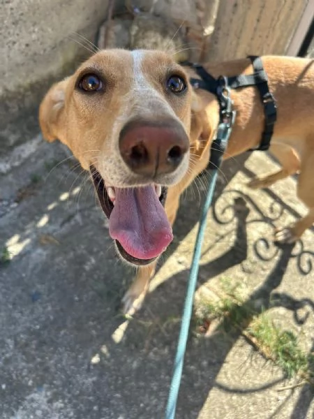 Rosy meravigliosa giovane simil segugio cerca famiglia  | Foto 1