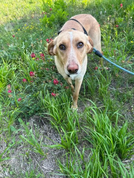 Rosy meravigliosa giovane simil segugio cerca famiglia  | Foto 0