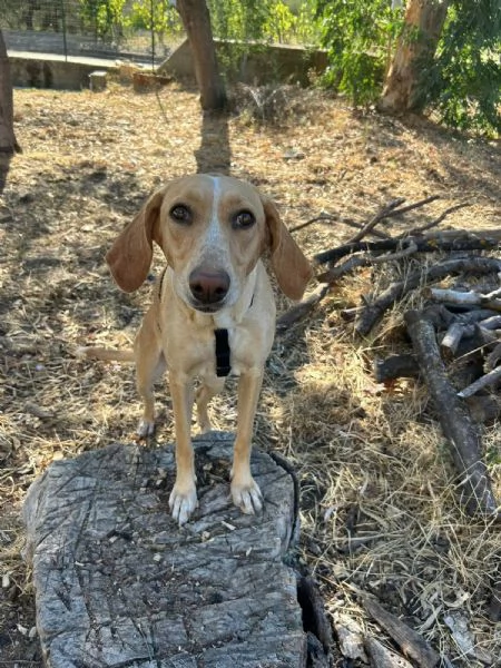 Rosy meravigliosa giovane simil segugio cerca famiglia 