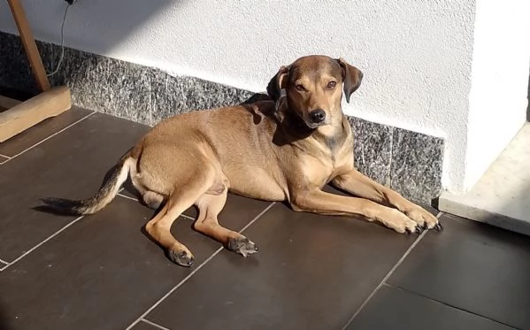 Ninja meraviglioso giovane cagnolino cerca famiglia  | Foto 4
