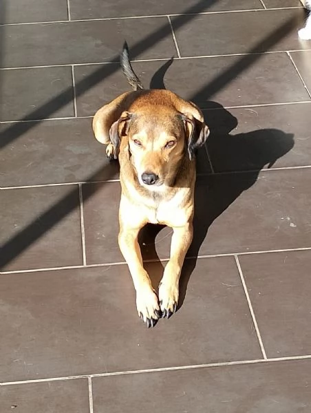 Ninja meraviglioso giovane cagnolino cerca famiglia  | Foto 3