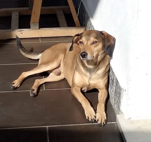 Ninja meraviglioso giovane cagnolino cerca famiglia 