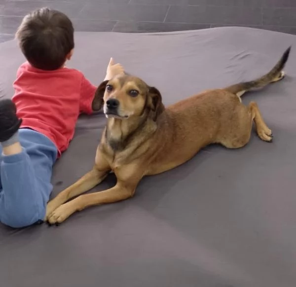 Ninja meraviglioso giovane cagnolino cerca famiglia  | Foto 2