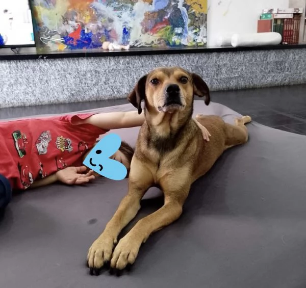 Ninja meraviglioso giovane cagnolino cerca famiglia  | Foto 1