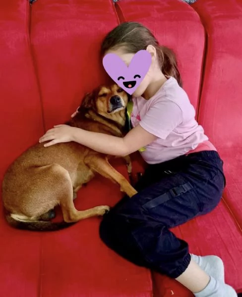 Ninja meraviglioso giovane cagnolino cerca famiglia  | Foto 0