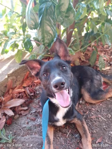 Timothy stupendo giovanotto cerca famiglia