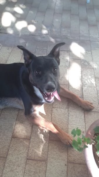 Timothy stupendo giovanotto cerca famiglia | Foto 3