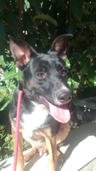 Timothy stupendo giovanotto cerca famiglia | Foto 1