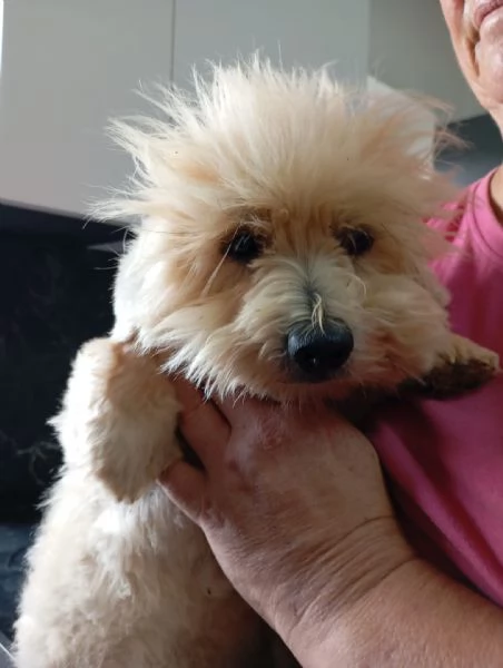 Rio splendido giovane Coton de Teulier  | Foto 3