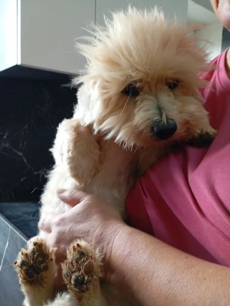 Rio splendido giovane Coton de Teulier  | Foto 2