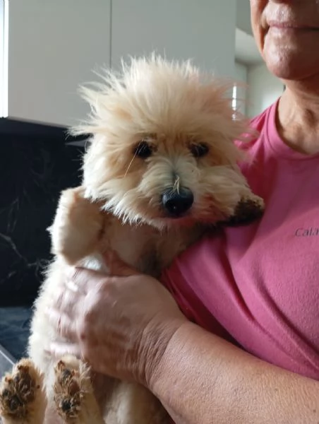 Rio splendido giovane Coton de Teulier  | Foto 1