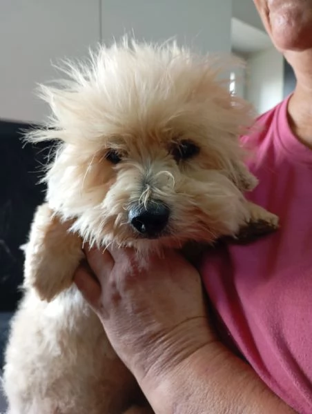 Rio splendido giovane Coton de Teulier 