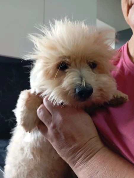 Rio splendido giovane Coton de Teulier  | Foto 0