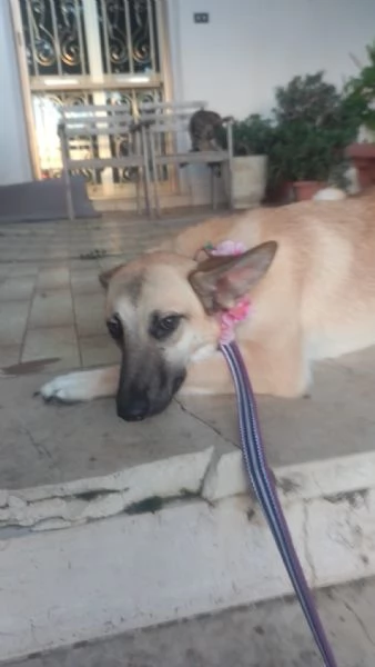 Kerry Splendida Giovane Simil Malinois Cerca casa  | Foto 3