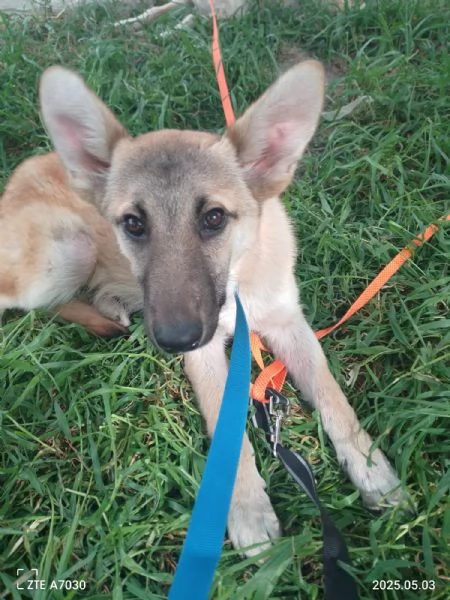 Kerry Splendida Giovane Simil Malinois Cerca casa  | Foto 2