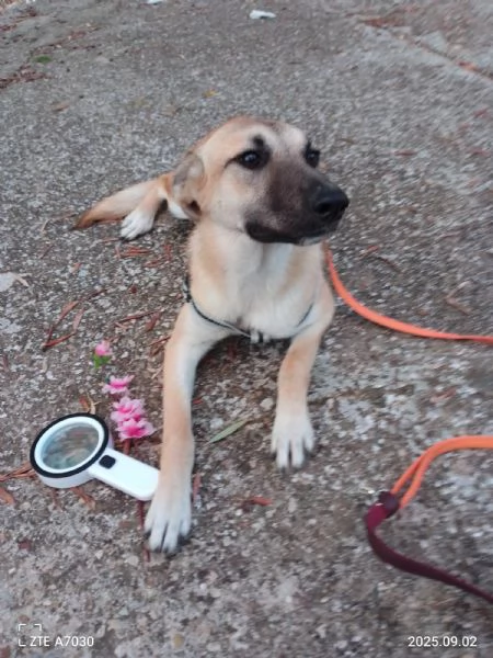 Kerry Splendida Giovane Simil Malinois Cerca casa  | Foto 1