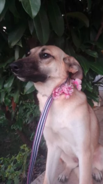 Kerry Splendida Giovane Simil Malinois Cerca casa  | Foto 0