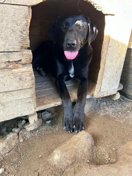 Roby Splendido Giovane Simil Labrador Cerca Casa  | Foto 2