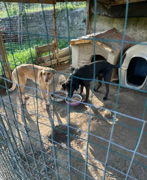 Roby Splendido Giovane Simil Labrador Cerca Casa  | Foto 0