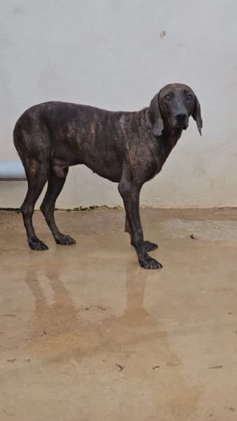 Michele splendida anima bisognosa cerca famiglia  | Foto 0