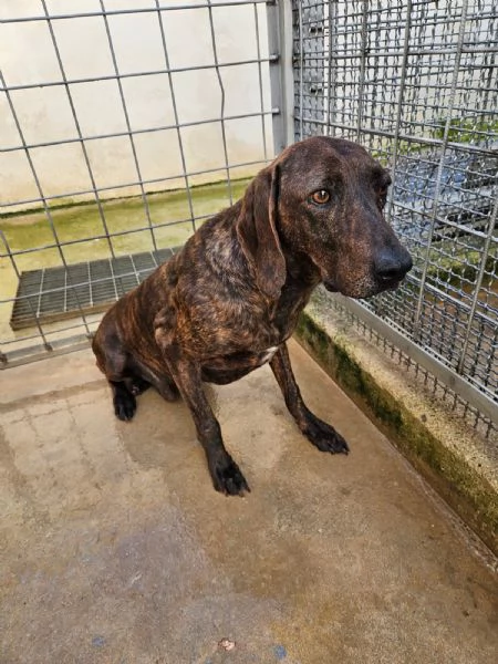 Michele splendido giovane Segugio Plott Hound  | Foto 1