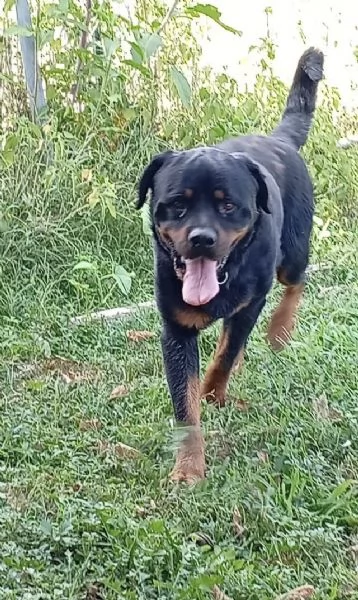 Ares splendido Rottweiler cerca famiglia | Foto 4