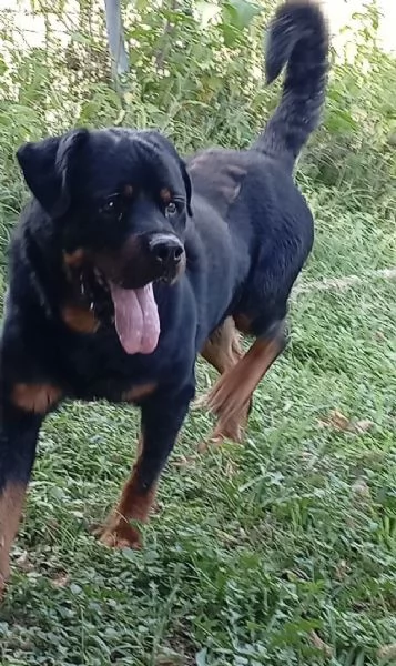 Ares splendido Rottweiler cerca famiglia | Foto 3