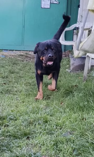 Ares splendido Rottweiler cerca famiglia | Foto 1