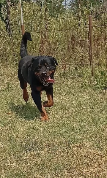 Ares splendido Rottweiler cerca famiglia | Foto 0
