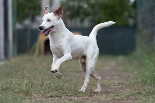 Toby Splendido Dolce Cucciolo Cerca Famiglia  | Foto 3