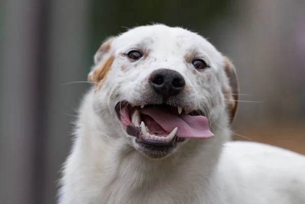 Toby Splendido Dolce Cucciolo Cerca Famiglia  | Foto 2