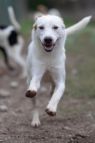 Toby Splendido Dolce Cucciolo Cerca Famiglia  | Foto 1
