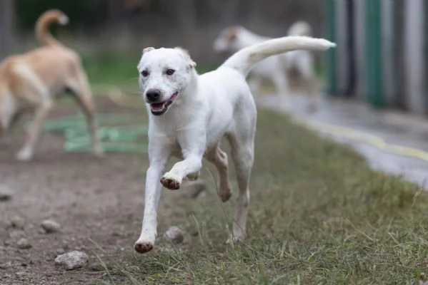 Toby Splendido Dolce Cucciolo Cerca Famiglia  | Foto 0