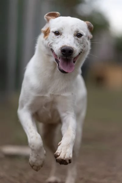Toby Splendido Dolce Cucciolo Cerca Famiglia 