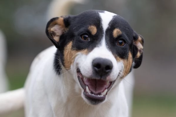 Giusy splendida dolce cucciolotta cerca famiglia 