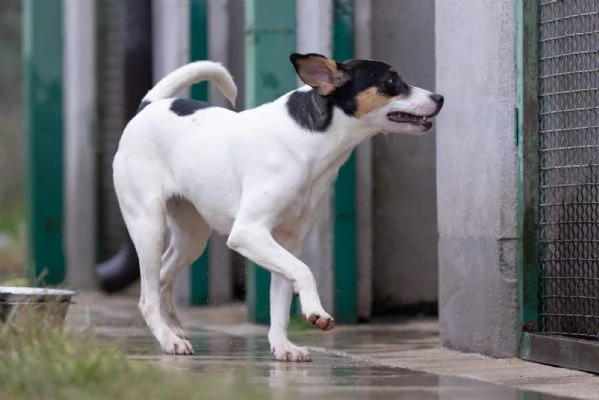 Giusy splendida dolce cucciolotta cerca famiglia  | Foto 5