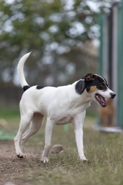 Giusy splendida dolce cucciolotta cerca famiglia  | Foto 4