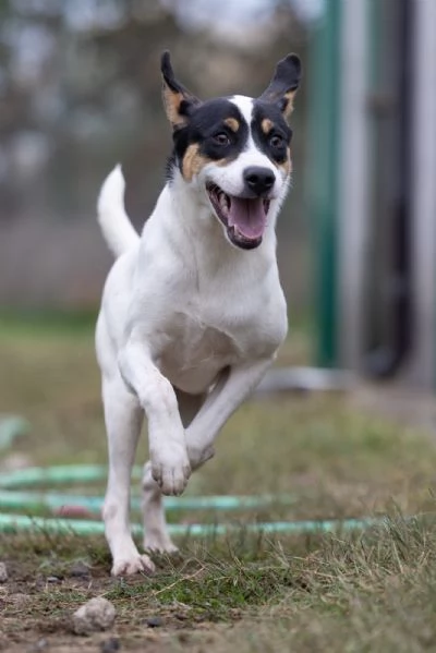 Giusy splendida dolce cucciolotta cerca famiglia  | Foto 3