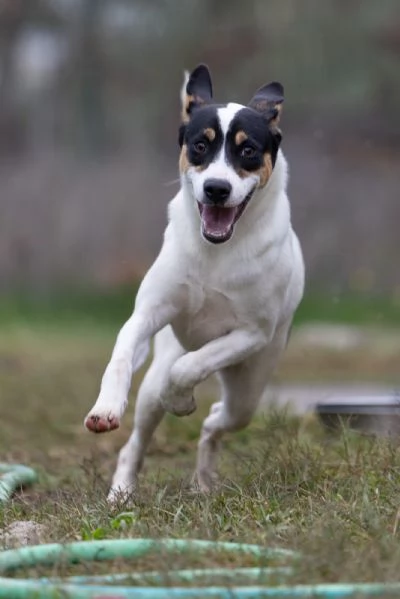 Giusy splendida dolce cucciolotta cerca famiglia  | Foto 2