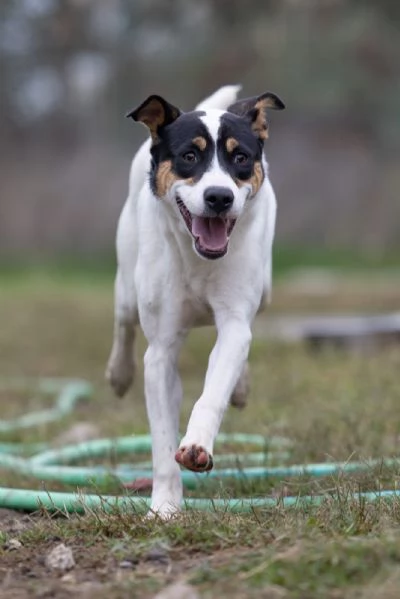 Giusy splendida dolce cucciolotta cerca famiglia  | Foto 1