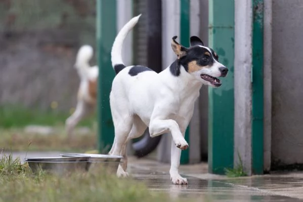 Giusy splendida dolce cucciolotta cerca famiglia  | Foto 0