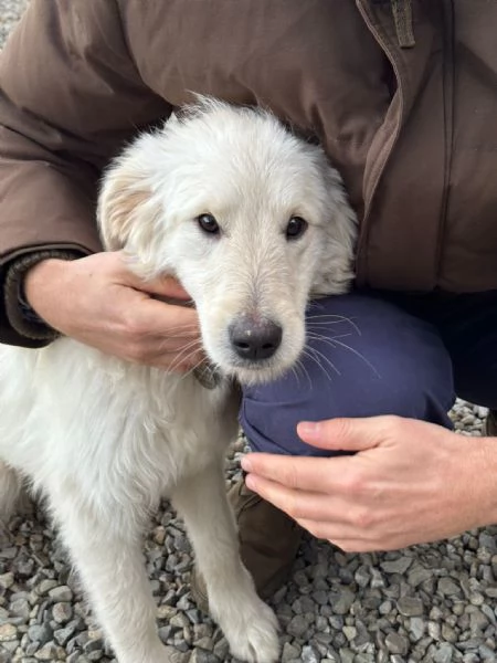 Lilly meravigliosa dolce cucciola simil Pastore cerca casa  | Foto 3