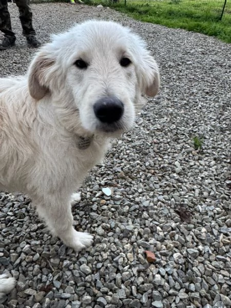 Lilly meravigliosa dolce cucciola simil Pastore cerca casa 