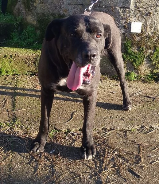 Thor splendido simil cane corso cerca famiglia 