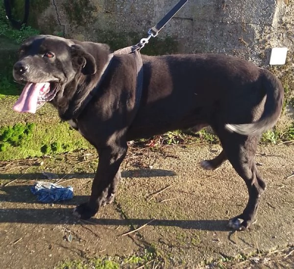 Thor splendido simil cane corso cerca famiglia  | Foto 0