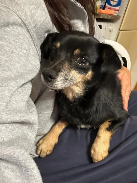 Fortuna splendida giovane cagnolina tg piccola | Foto 3