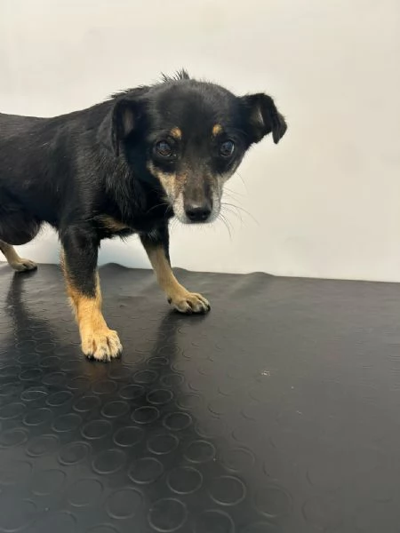 Fortuna splendida giovane cagnolina tg piccola | Foto 2