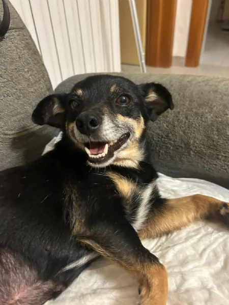 Fortuna splendida giovane cagnolina tg piccola