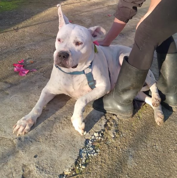 Opi splendida dogo argentino cerca famiglia  | Foto 5