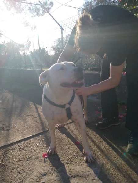 Opi splendida dogo argentino cerca famiglia  | Foto 3